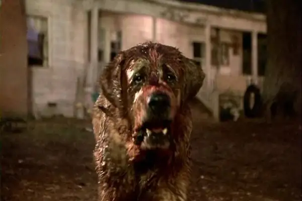 ¿¡KING ESCRIBIÓ UNA SECUELA DE CUJO!?
